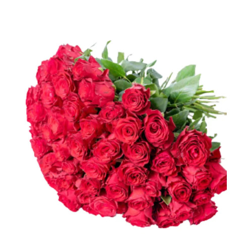 Róza czerwona 40-50 cm