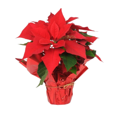 Віфлеємська зірка